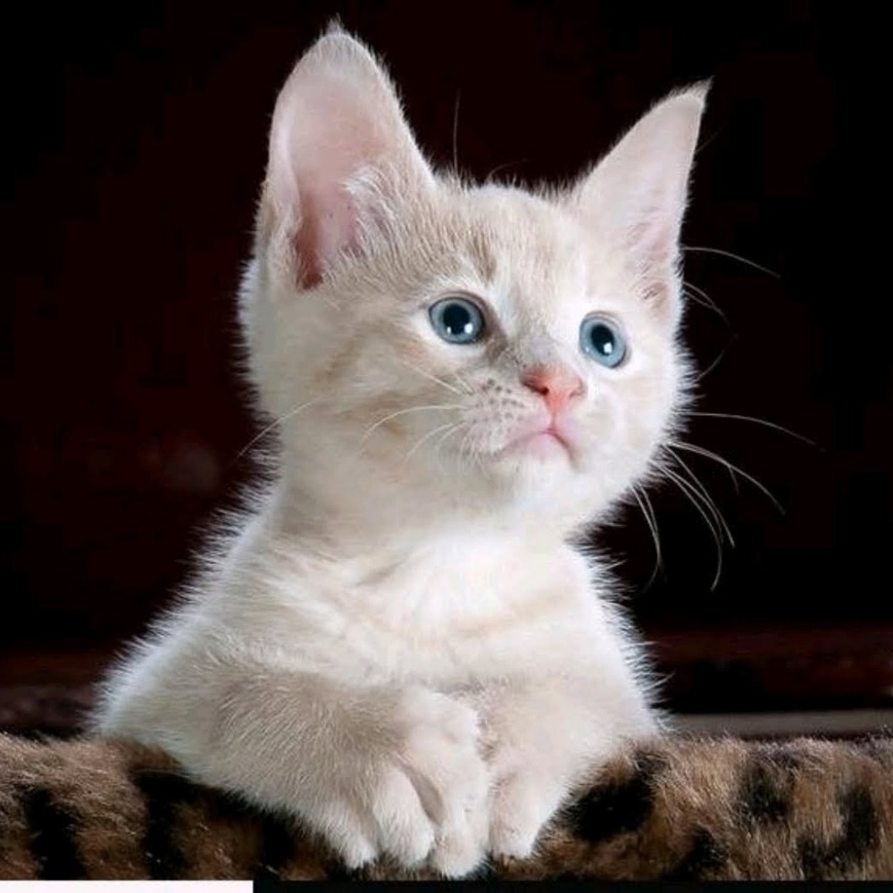 Meet your Posher, Kim